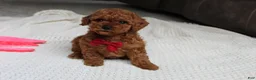 Toy Poodle dogs for sale: Tony - Ad 5