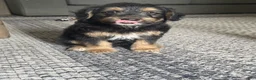 Mixed Breed dogs for sale: Mixed Breed 1 - Ad 2