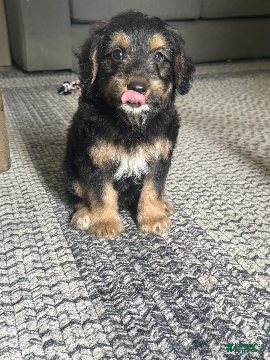 Mixed Breed dogs for sale: Mixed Breed 1 - Ad 2
