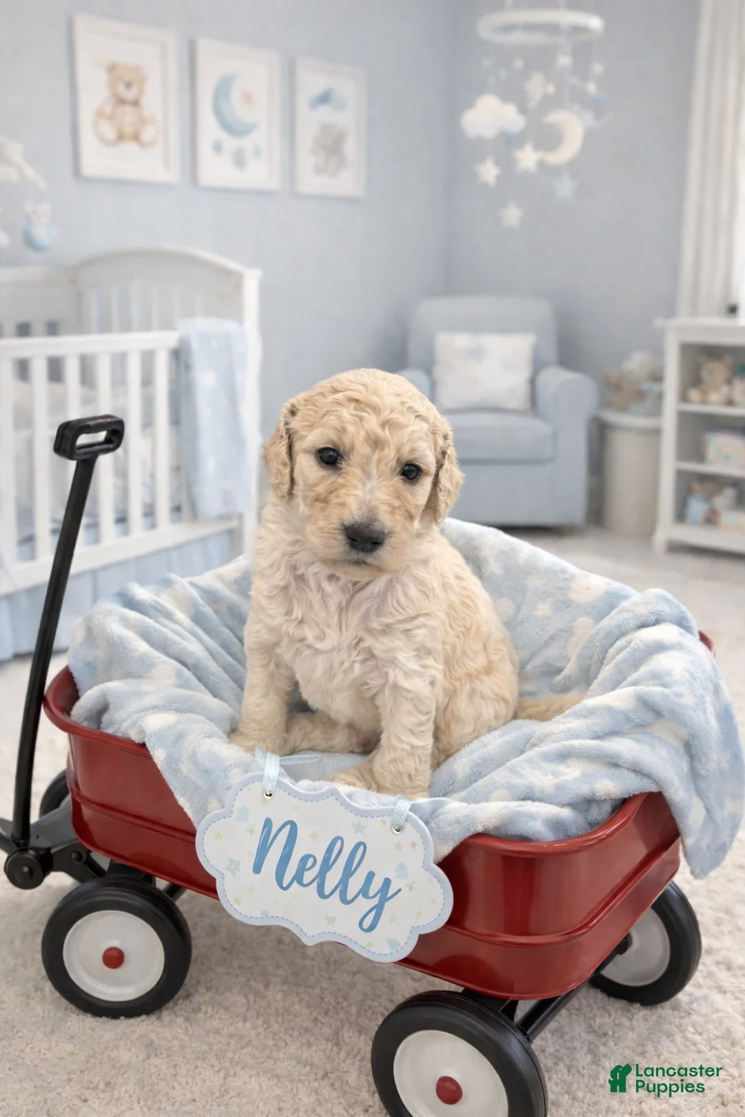 Standard Poodle dogs for sale: Nelly - Ad 1