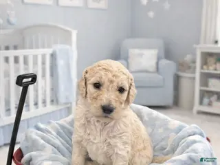 Standard Poodle dogs Nelly - Ad 42