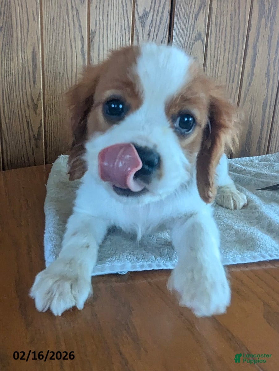 Cavalier King Charles Spaniel dogs Buster - Ad 2
