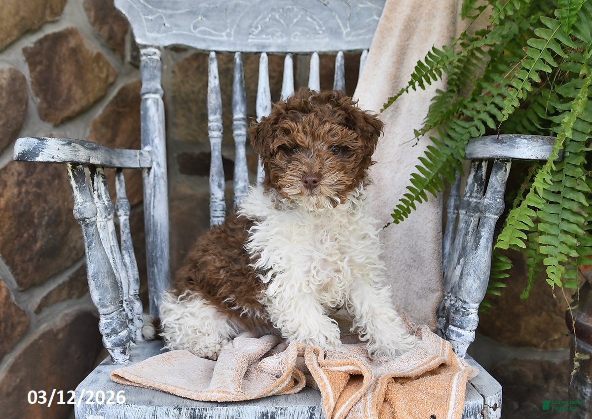 Miniature Poodle dogs for sale: Millie - Ad 1