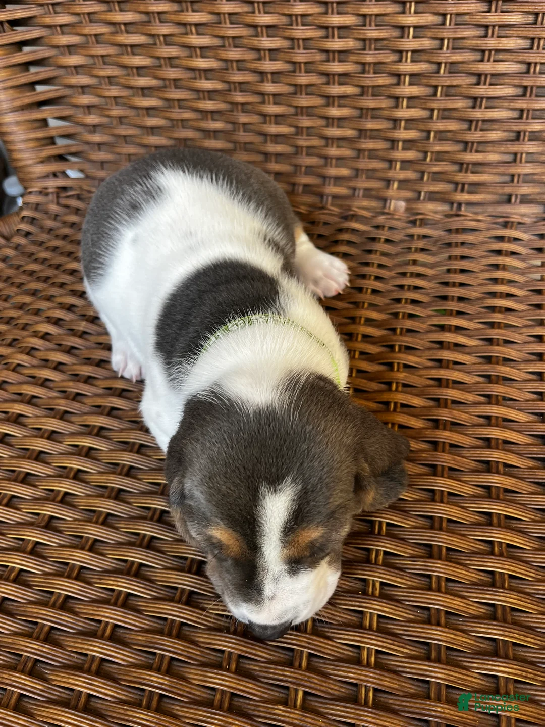 Basset Hound dogs for sale: Blue and white 2-green collar - Ad 2