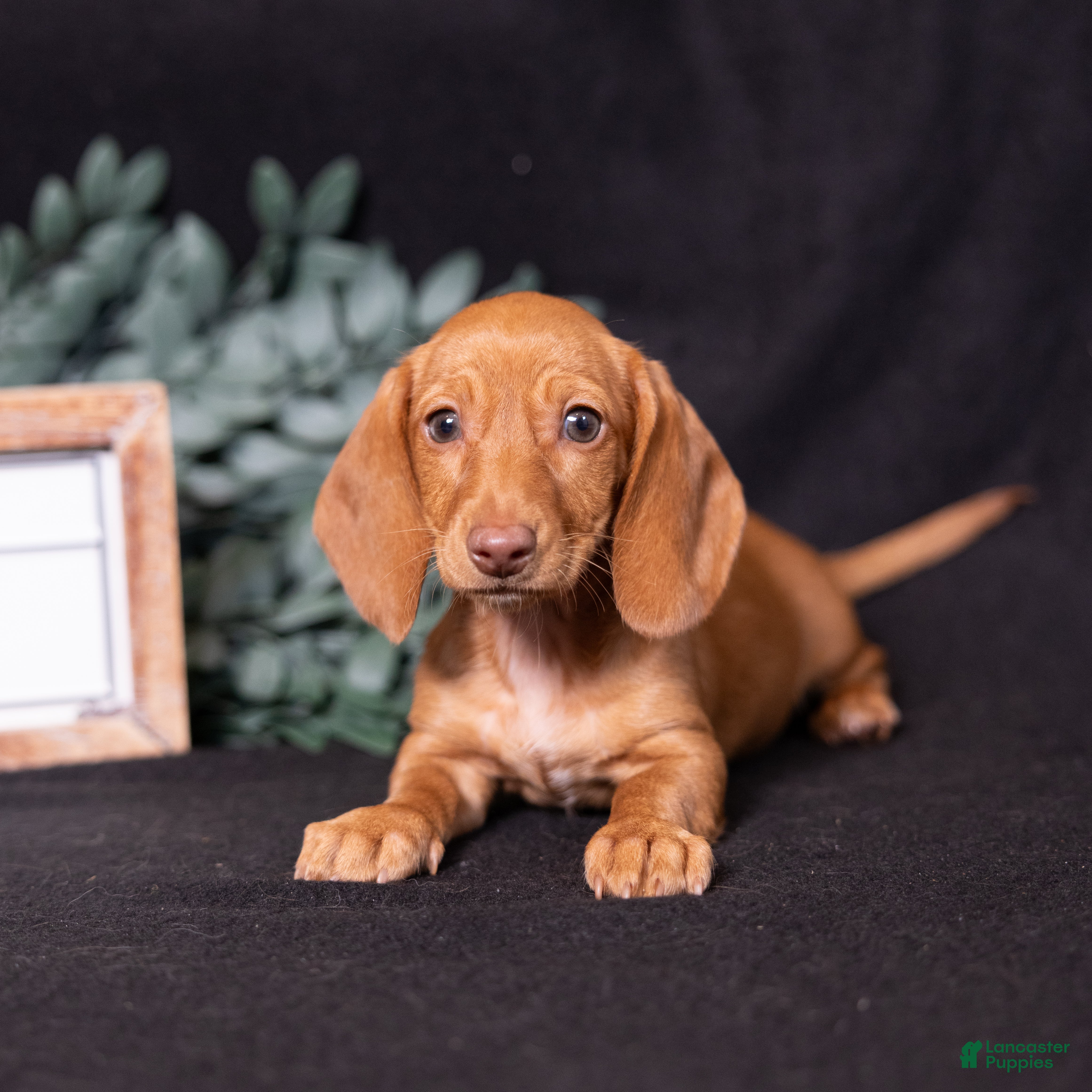 Miniature Dachshund dogs Espresso - Ad 2