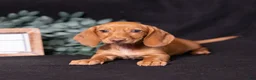 Miniature Dachshund dogs for sale: Espresso - Ad 2