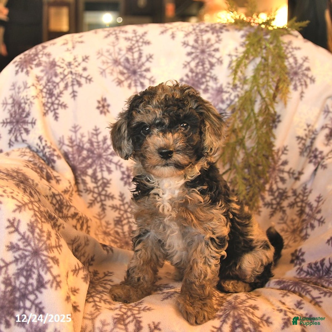 Miniature Poodle dogs for sale: Alaska  - Ad 1