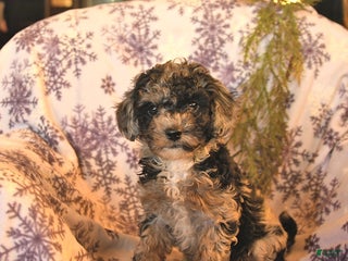 Miniature Poodle dogs for sale: Alaska - Ad 1