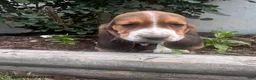 Basset Hound dogs for sale: Jack - Ad 2