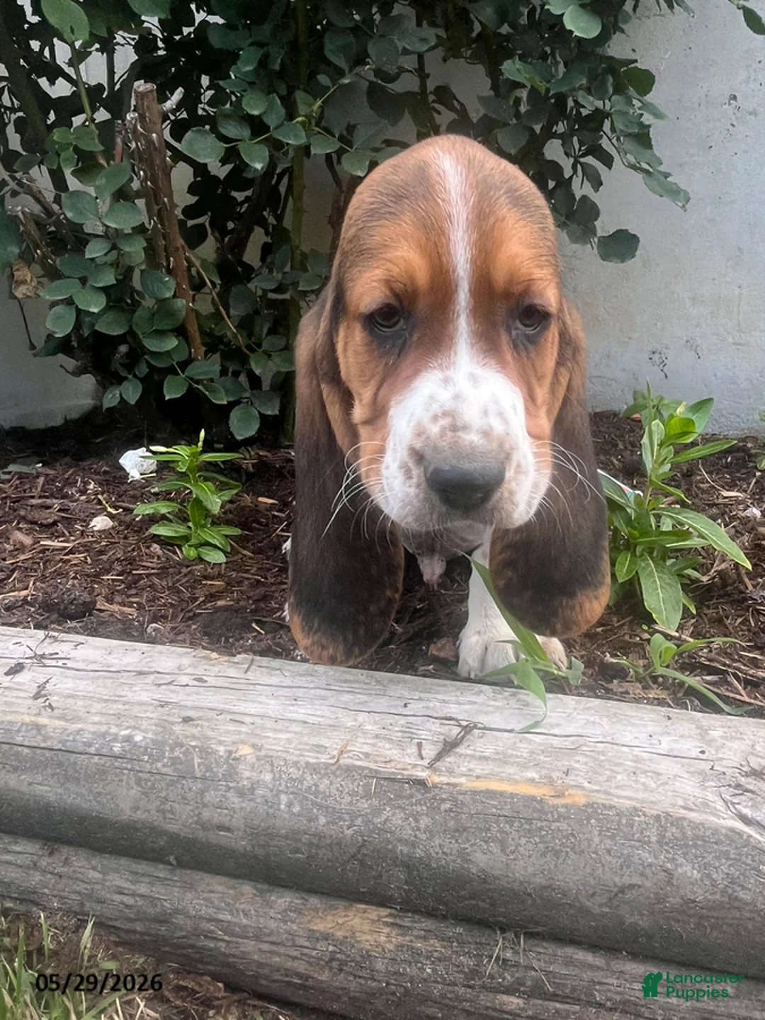 Basset Hound dogs for sale: Jack - Ad 2