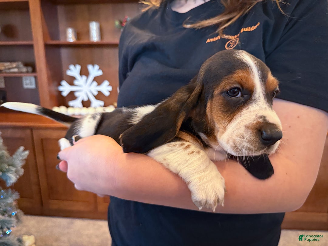 Basset Hound dogs for sale: Mackenzie - Ad 4
