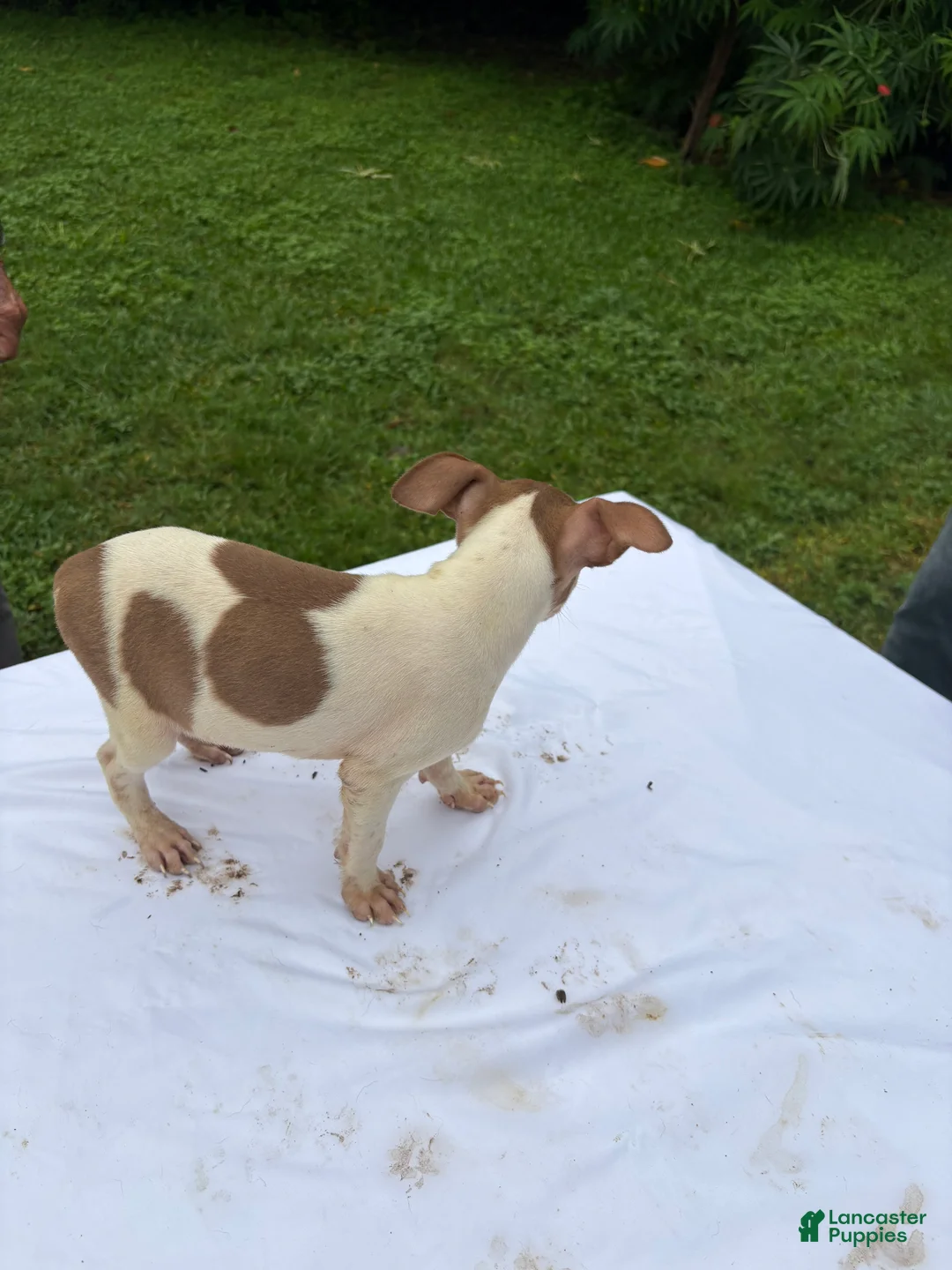 Rat Terrier dogs for sale: Rat Terrier 3 - Ad 2