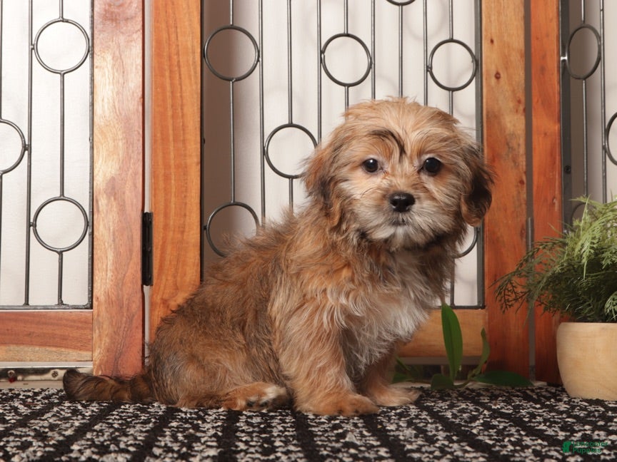 Shorkie dogs Dot Adorable Shorkie  - Ad 2