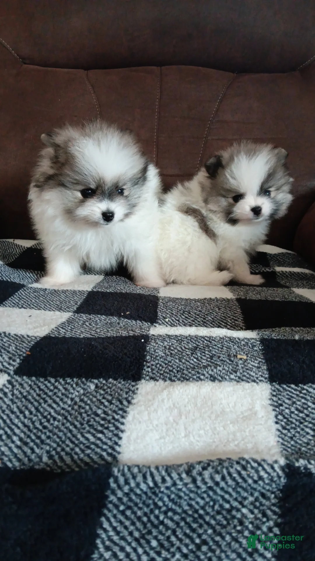 Pomeranian dogs for sale: Pomeranian Puppy 4 - Ad 1