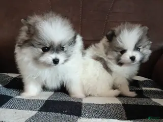 Pomeranian dogs Pomeranian Puppy 4 - Ad 24