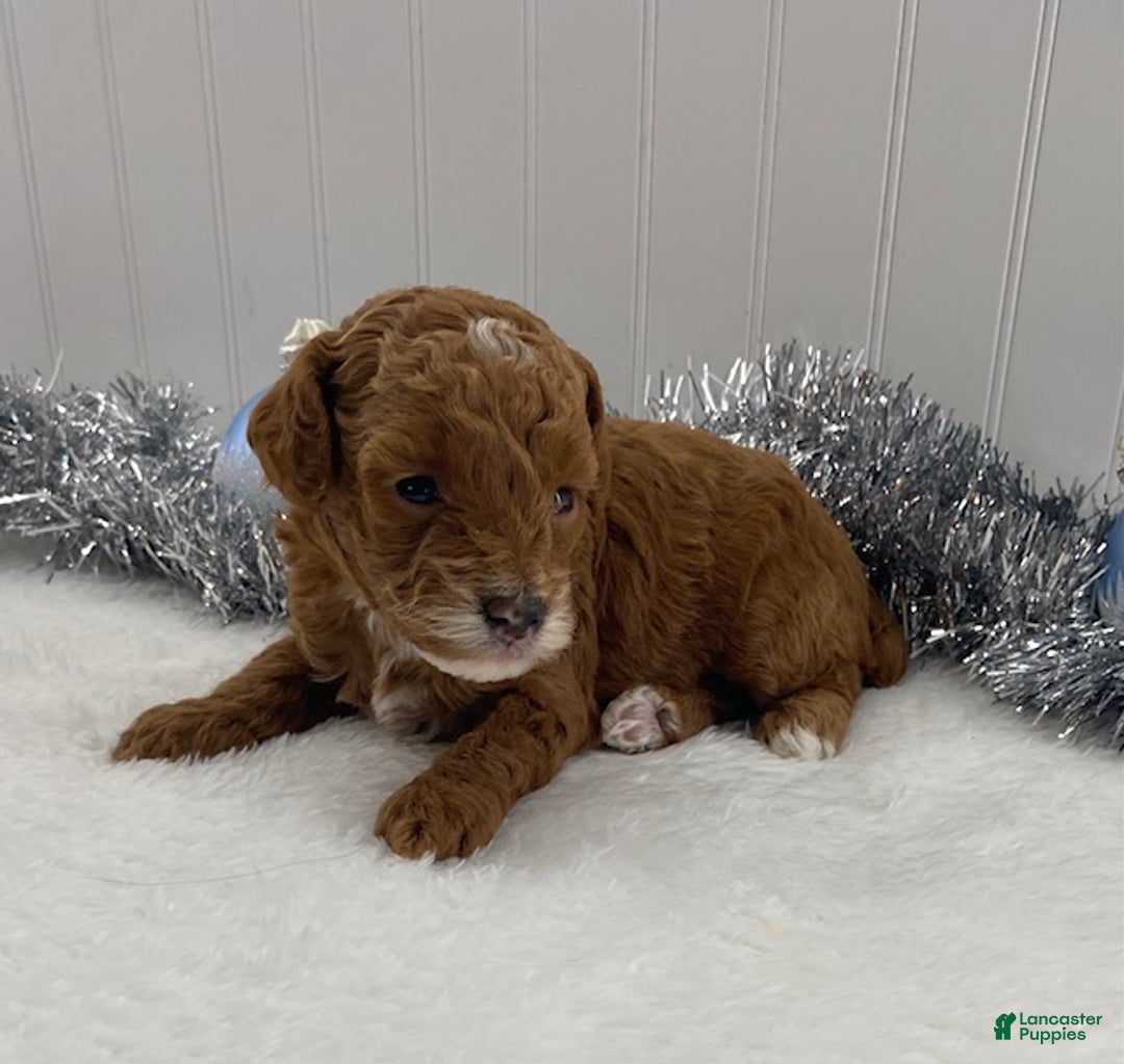 Toy Poodle dogs for sale: Rose - Ad 5