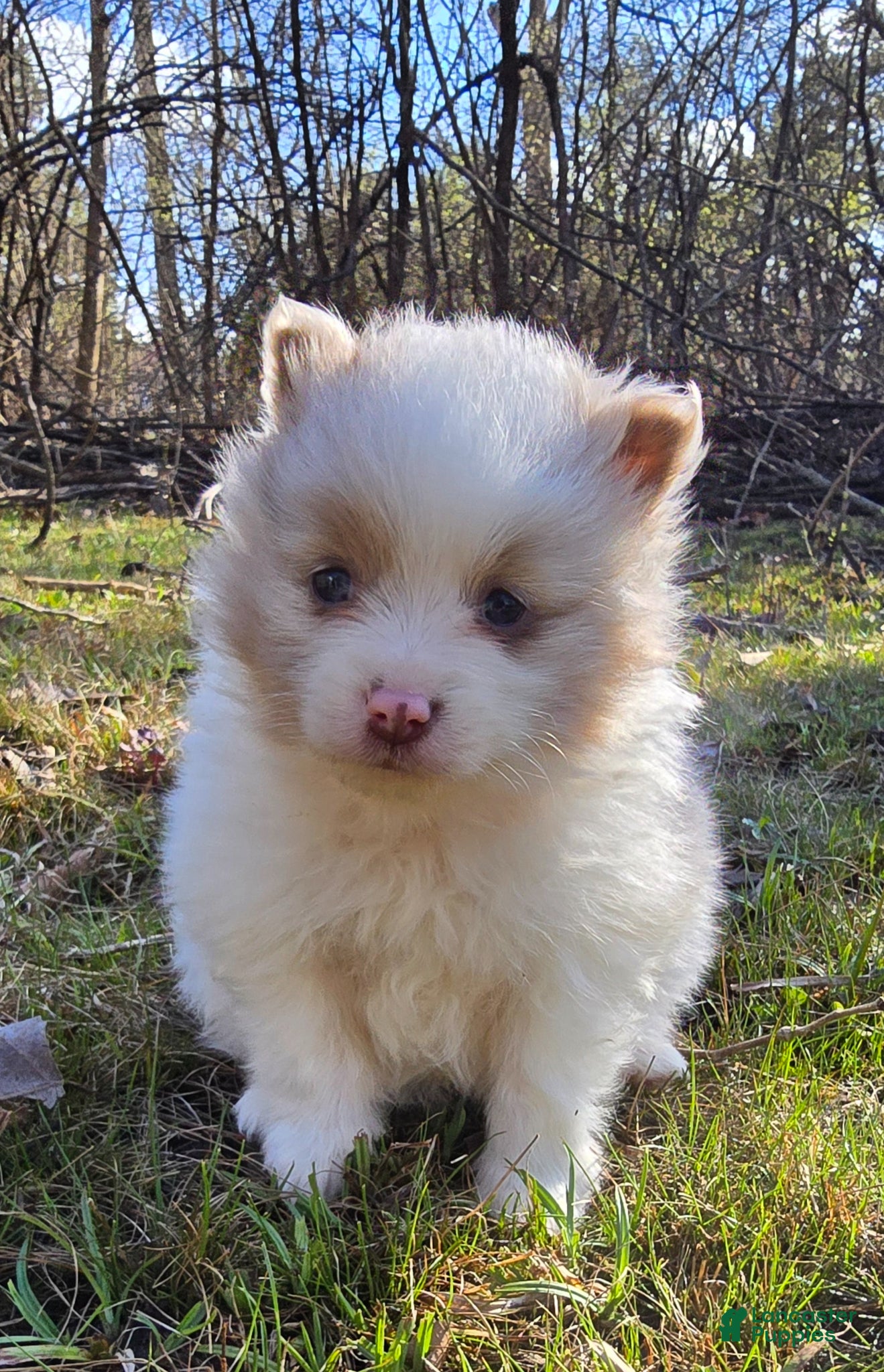 Pomapoo dogs Hero - Ad 1