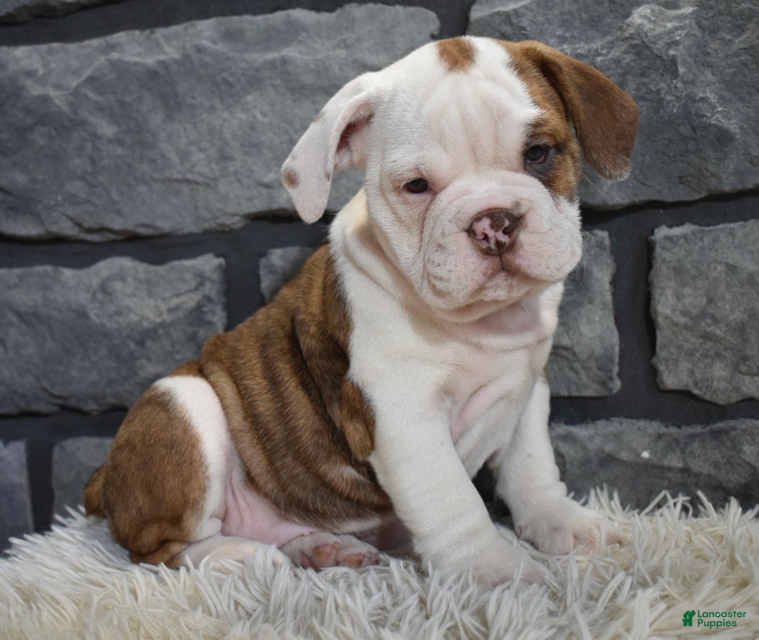 Mixed Breed dogs for sale: Remi  - Ad 1