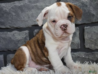 Mixed Breed dogs Remi - Ad 23