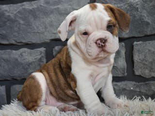 Mixed Breed dogs Remi - Ad 24