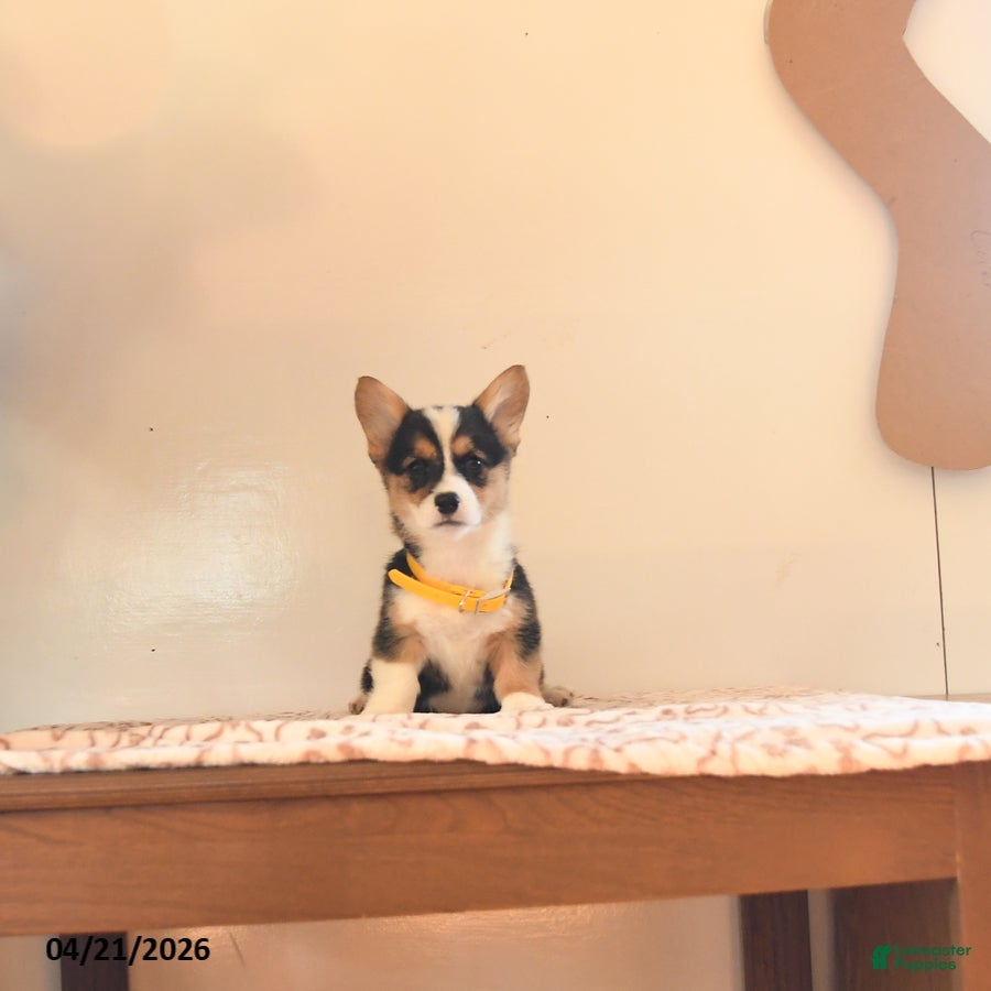 Welsh Corgi Pembroke dogs Evie - Ad 2