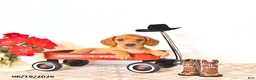 Miniature Dachshund dogs for sale: Sally - Ad 4