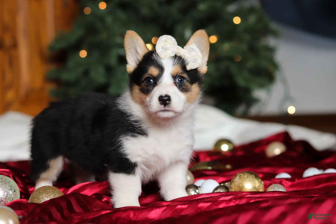 Welsh Corgi Pembroke dogs for sale: Angel - Ad 6
