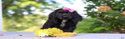 Cocker Spaniel dogs for sale: Kaylee - Ad 4