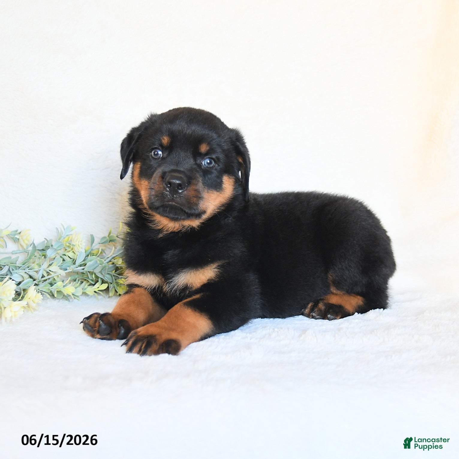 Rottweiler dogs Andy - Ad 2