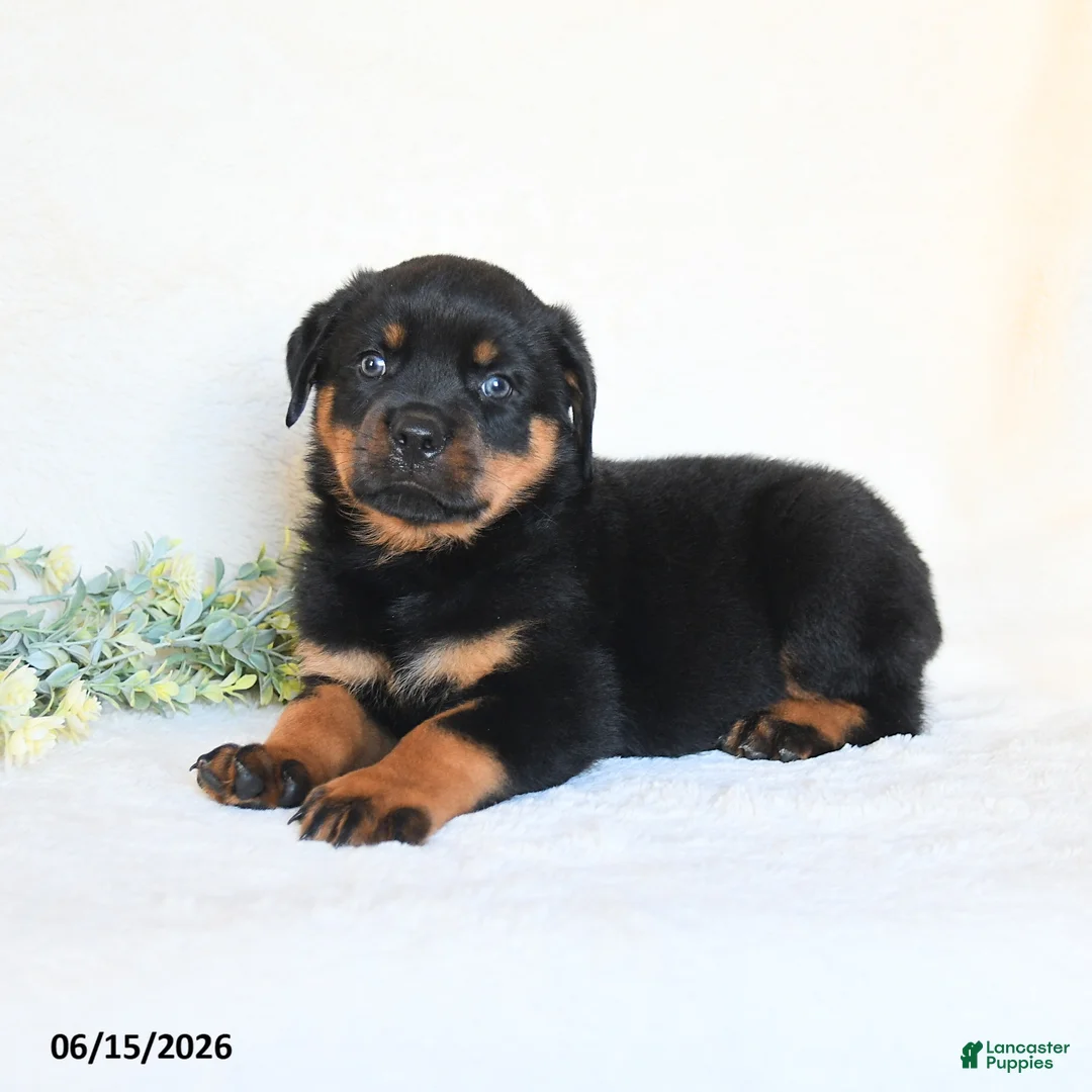 Rottweiler dogs for sale: Andy - Ad 2