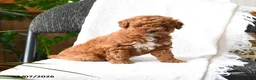 Mini Goldendoodle dogs for sale: Julien - Ad 1