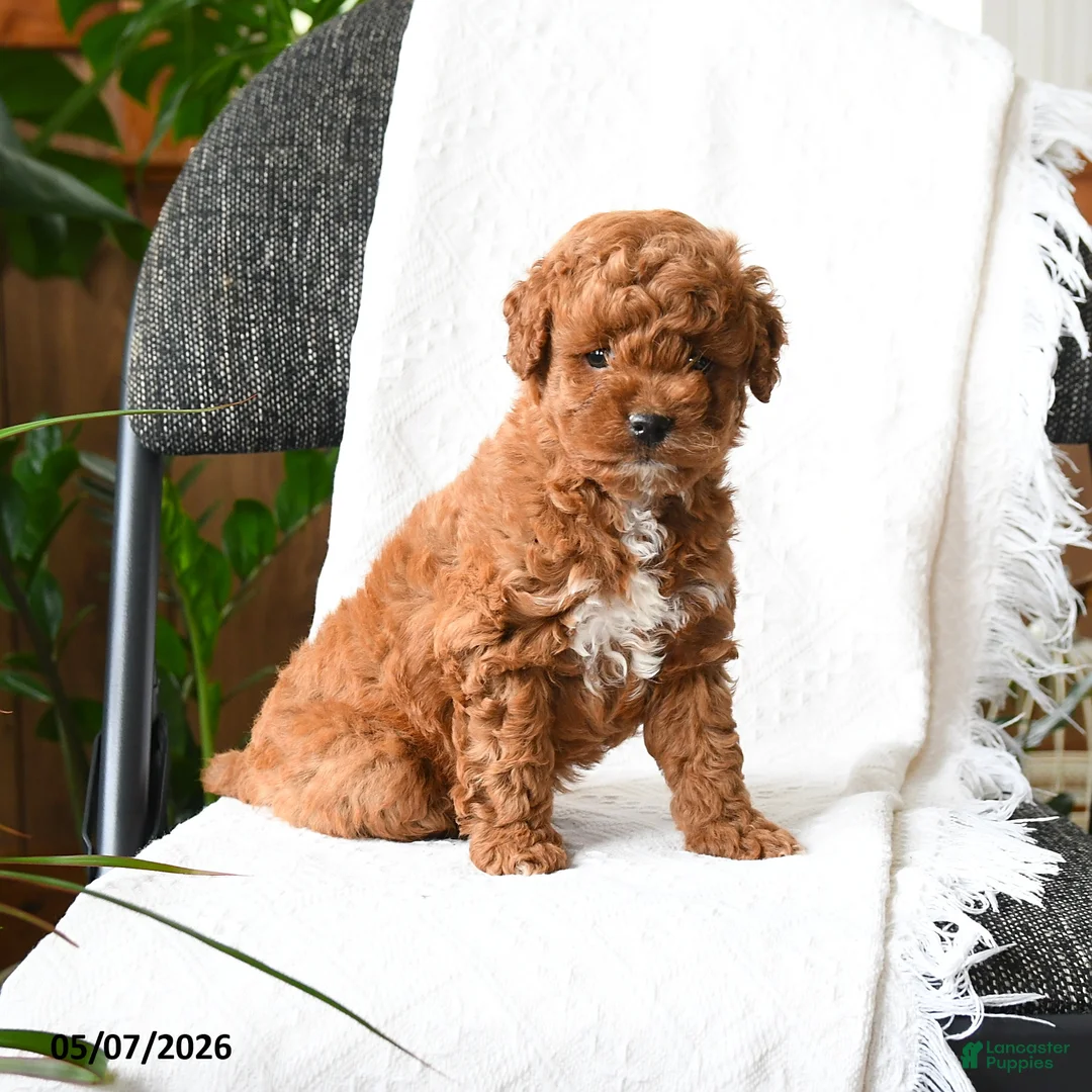 Mini Goldendoodle dogs for sale: Julien - Ad 1
