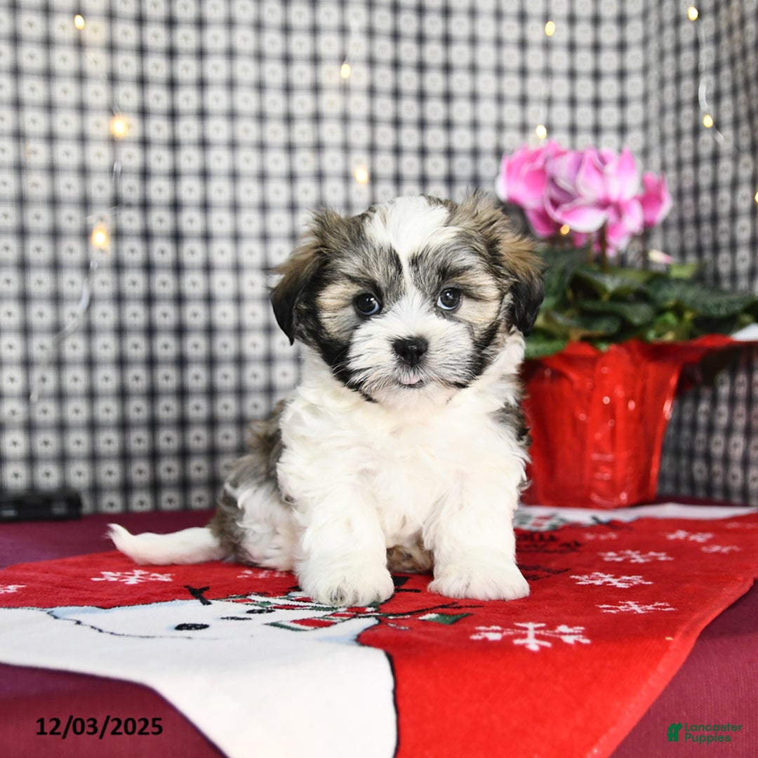 Malshi dogs for sale: Fuzz  - Ad 1