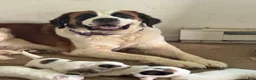 Mixed Breed dogs for sale: Mixed Breed 2 - Ad 5