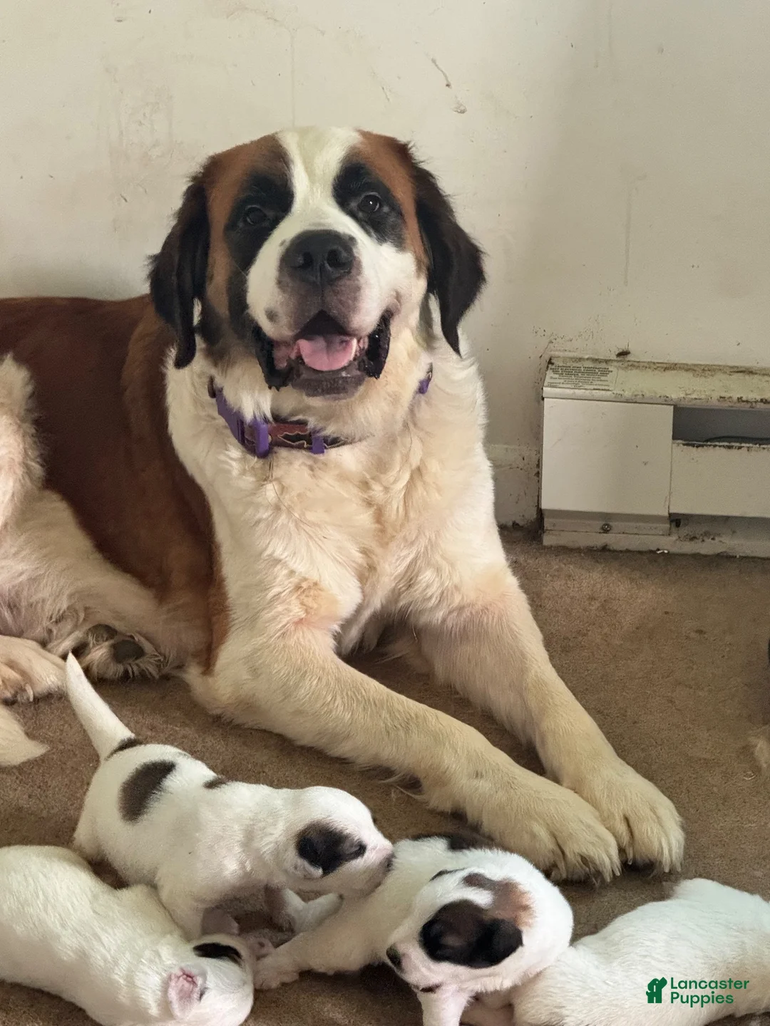Mixed Breed dogs for sale: Mixed Breed 2 - Ad 5