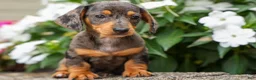 Miniature Dachshund dogs for sale: Holly 🌸 - Ad 15