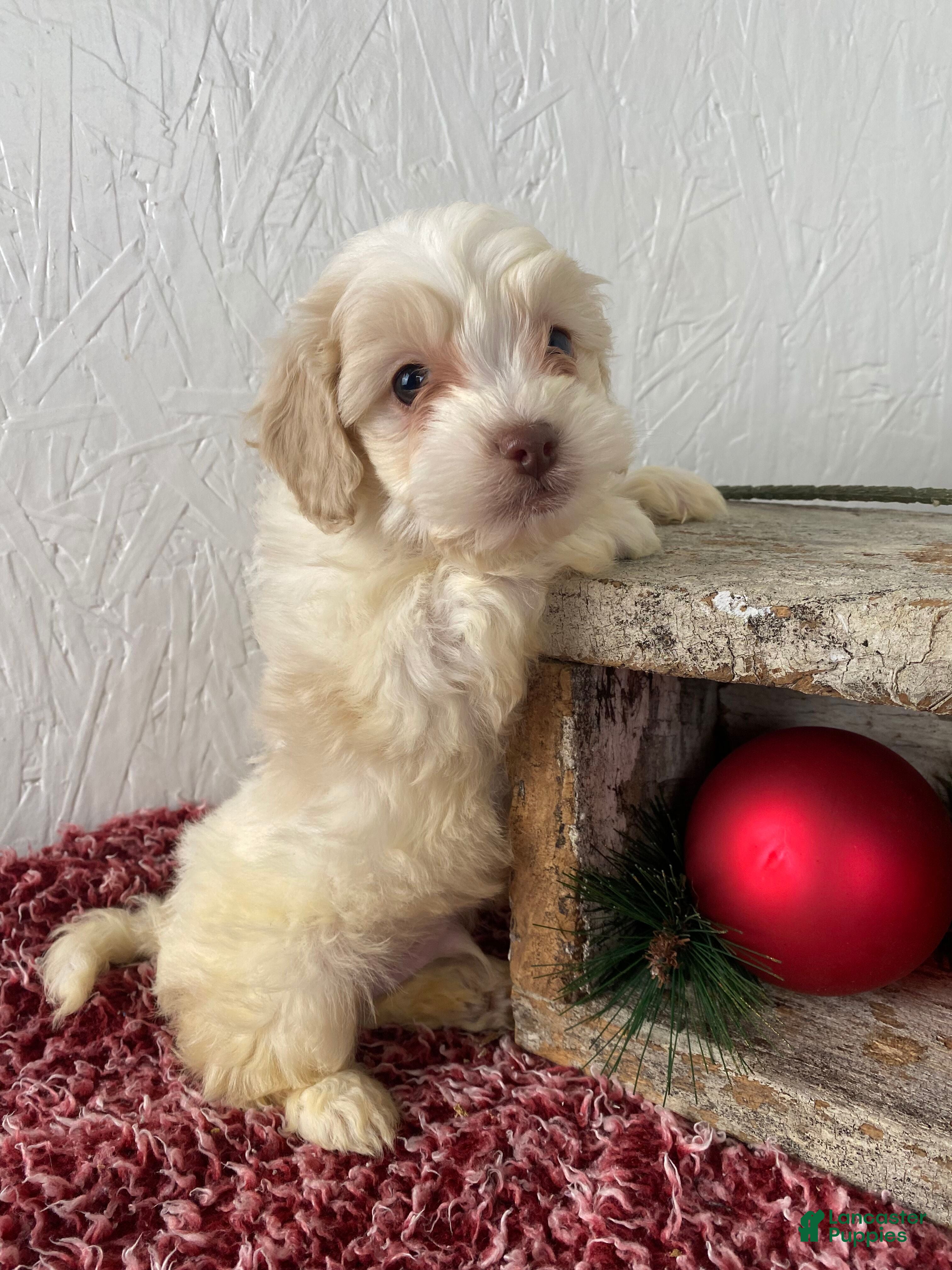 Cockapoo dogs Cooper - Ad 25