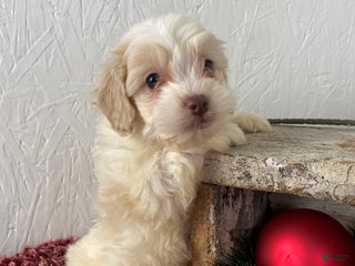 Cockapoo dogs Cooper - Ad 25