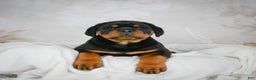 Rottweiler dogs for sale: Watson - Ad 9