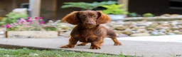 Miniature Dachshund dogs for sale: Pepperoni - Ad 9