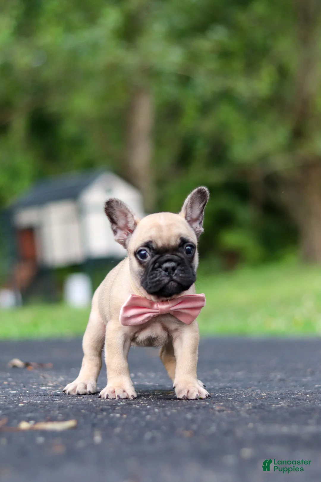 French Bulldog dogs for sale: Callie - Ad 9
