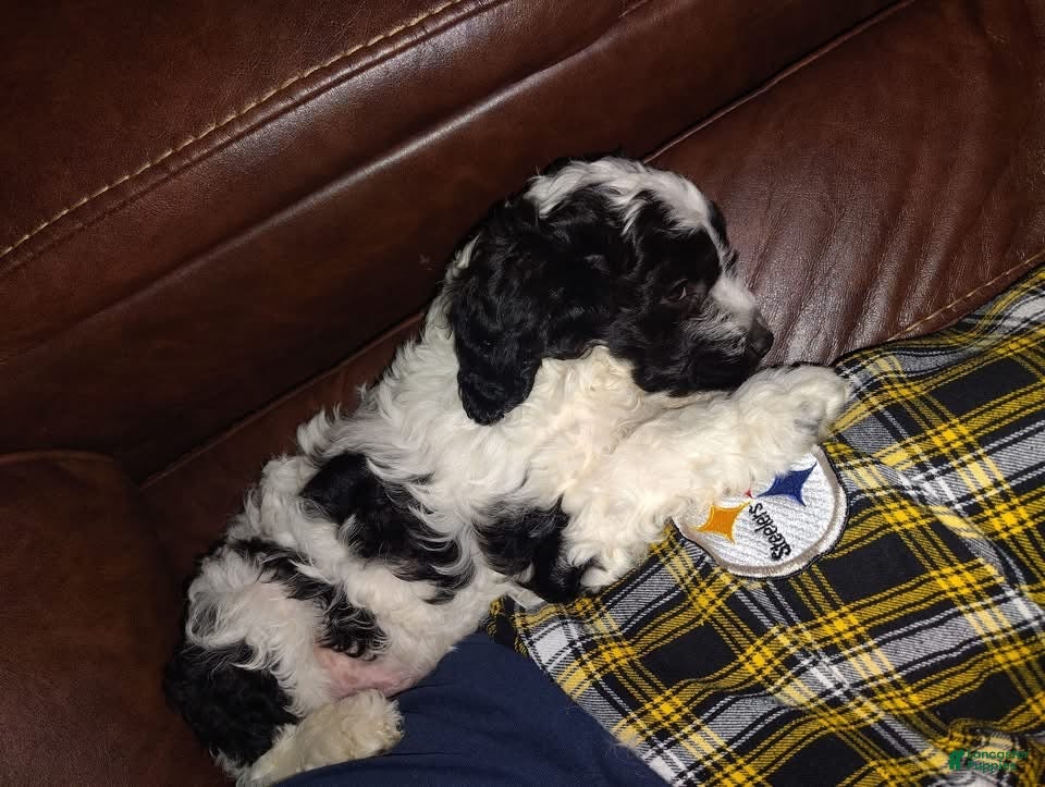 Cockapoo dogs Cockapoo Puppy 2 - Ad 30