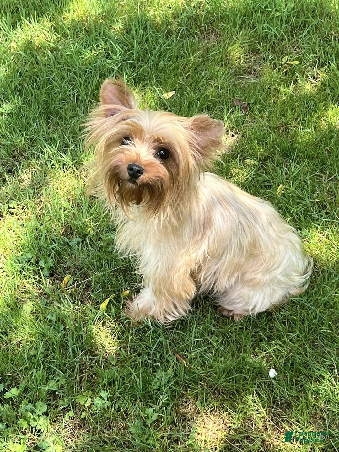 Yorkshire Terrier dogs for sale: Ash teacup male - Ad 4