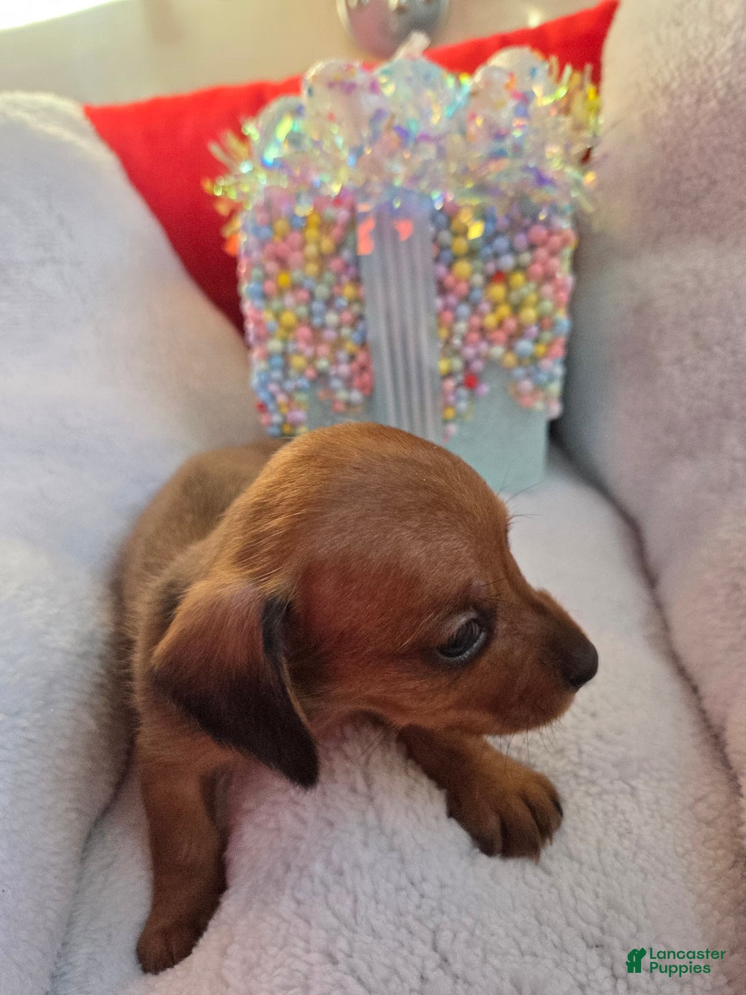 Miniature Dachshund dogs for sale: Miniature Dachshund Puppy 2 - Ad 2