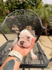 French Bulldog dogs for sale: Spade - Ad 3