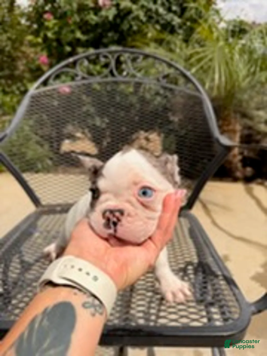 French Bulldog dogs for sale: Spade - Ad 1
