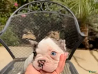 French Bulldog dogs for sale: Spade - Ad 3