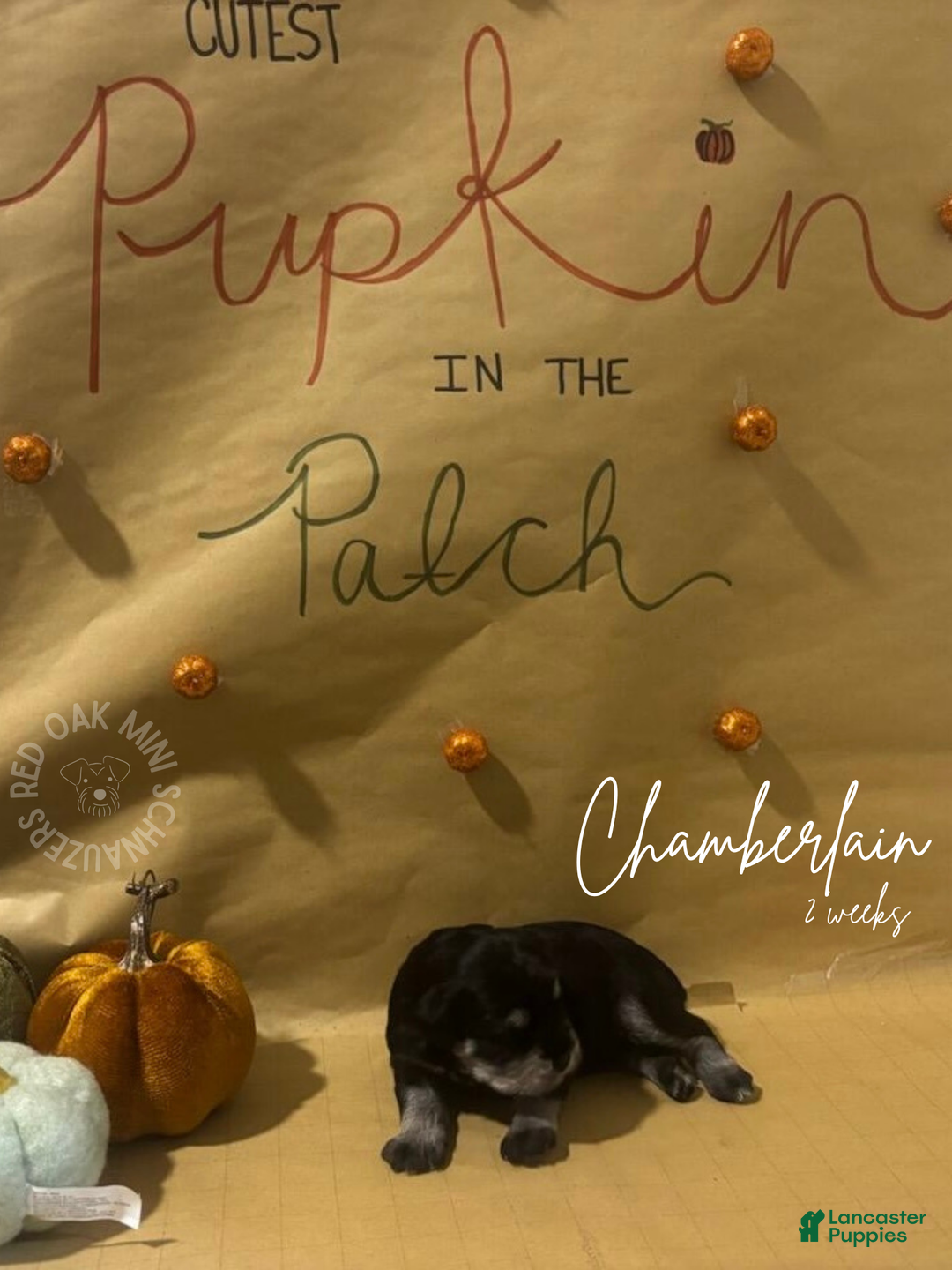 Miniature Schnauzer dogs for sale: Miniature Schnauzer Puppy 6 - Ad 2