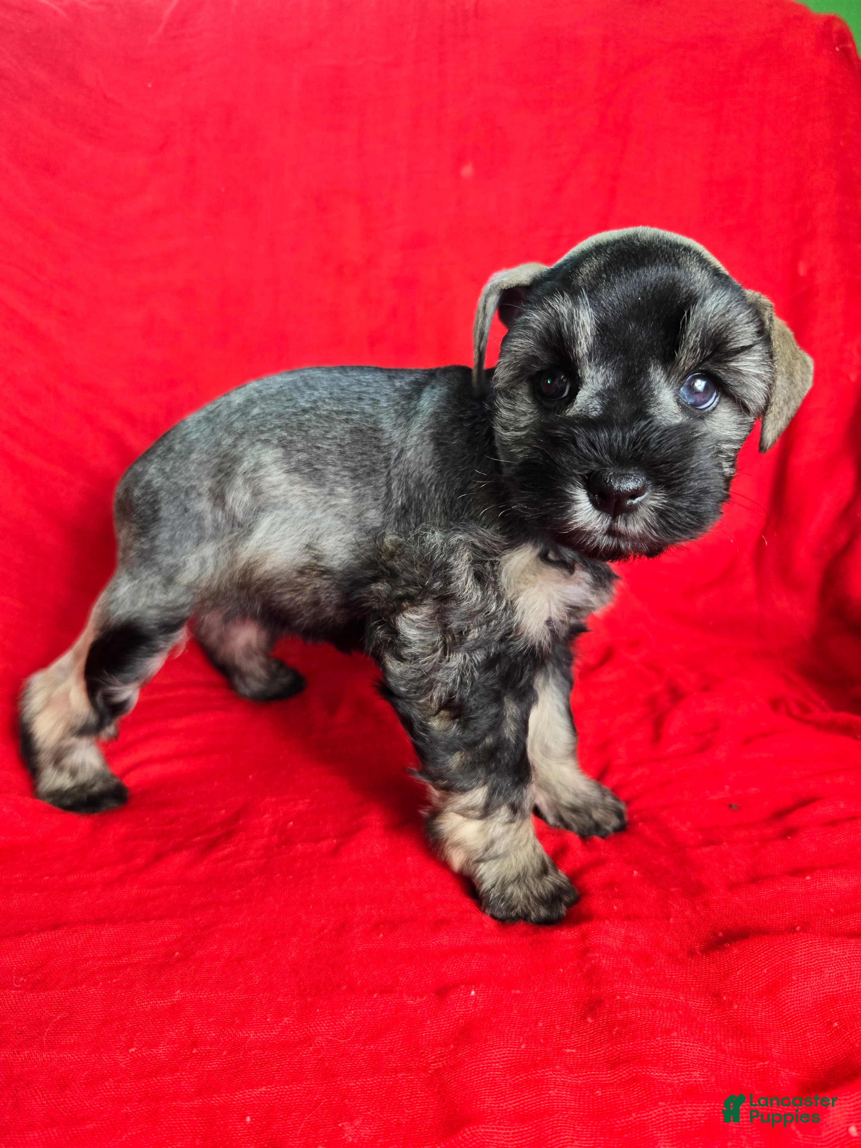 Miniature Schnauzer dogs Lucy - Ad 2