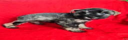 Miniature Schnauzer dogs for sale: Lucy - Ad 2